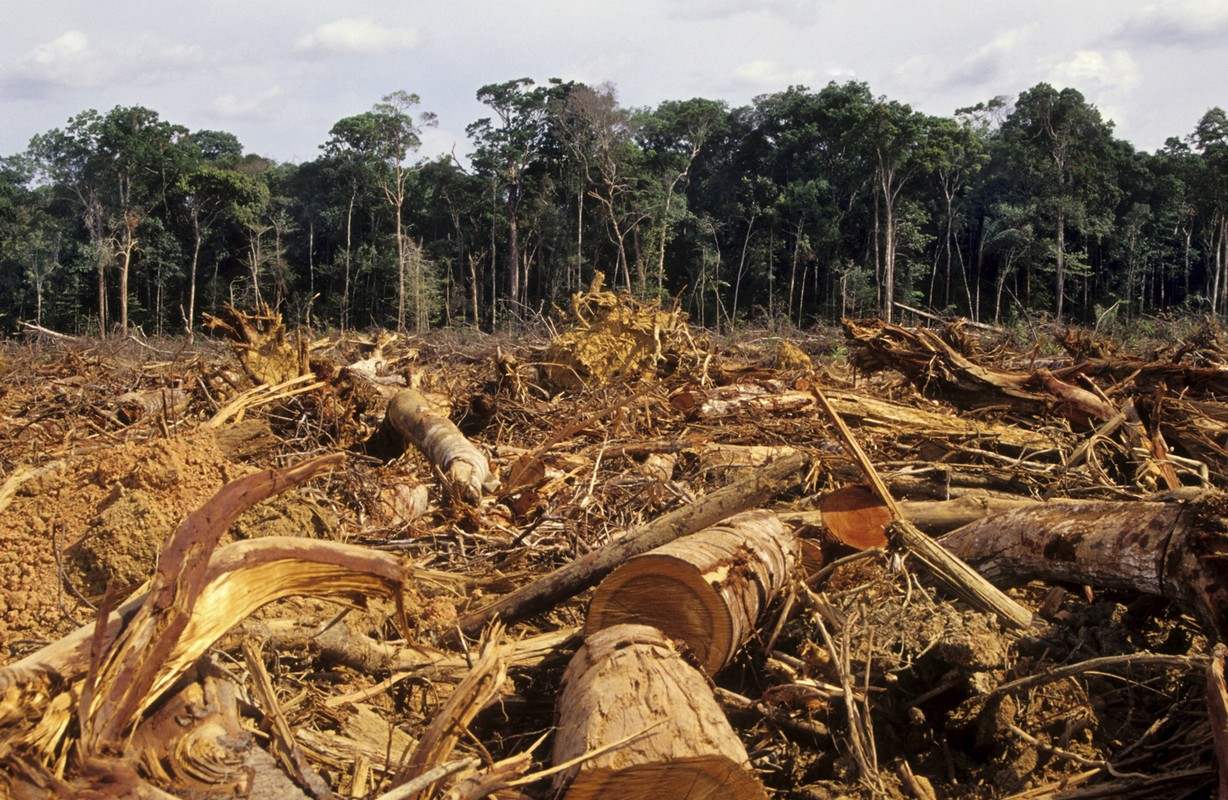 Measuring the Daily Destruction of the World's Rainforests