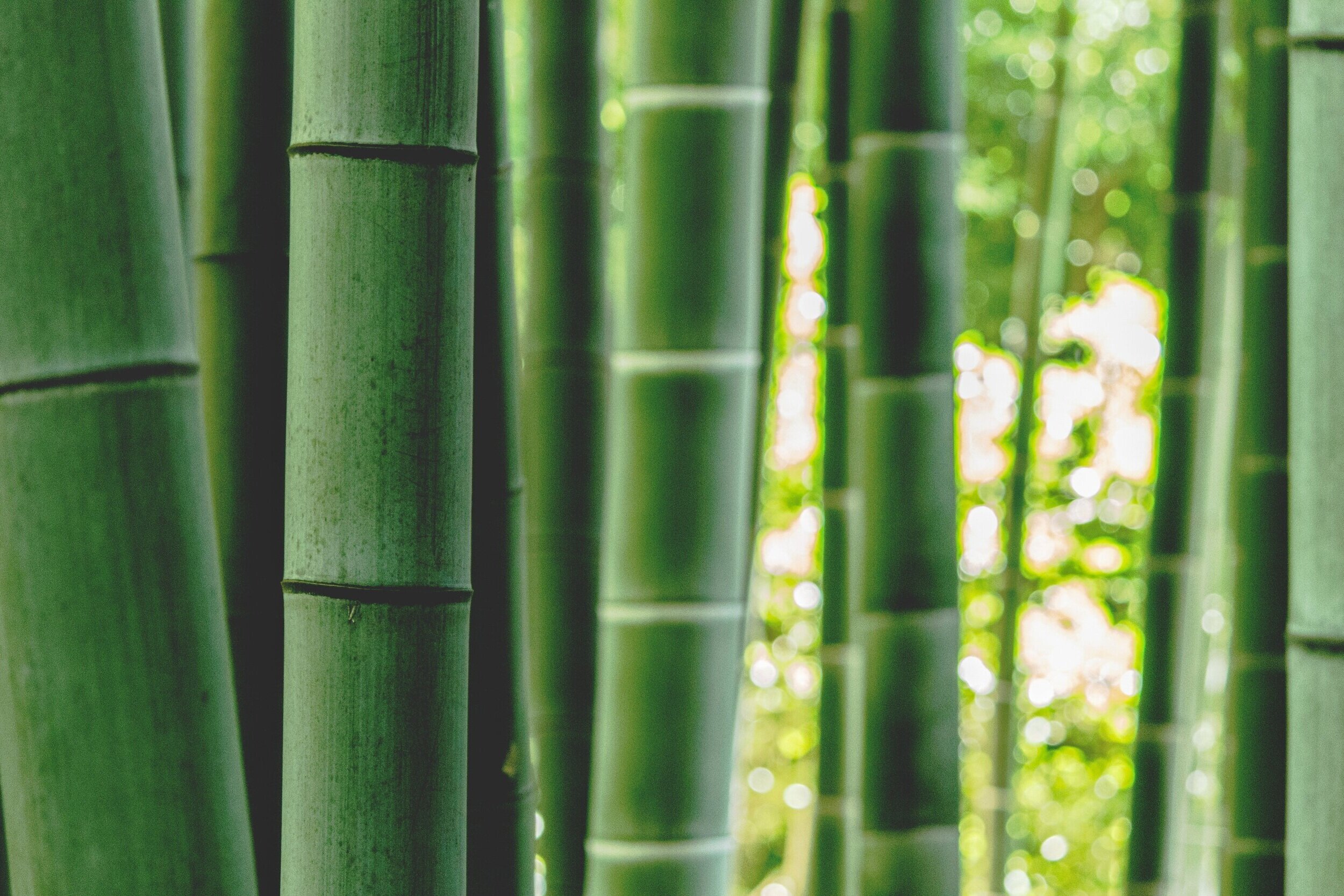 Bamboo Tissue Revolution